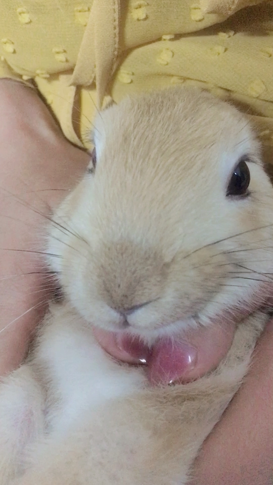 又是这只傻兔子@{uid:1502349662339070,nick:经纪�%