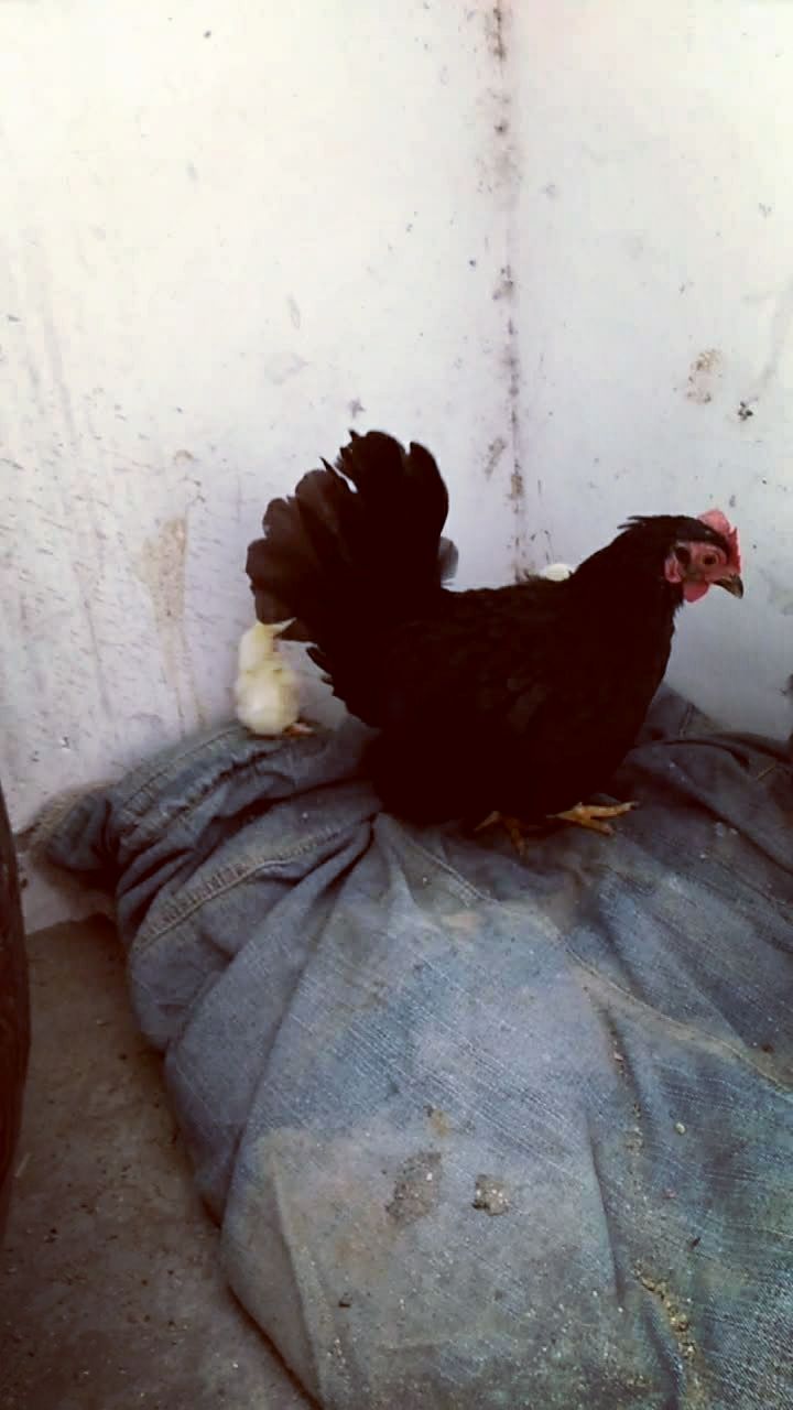 元宝鸡苗.98989898