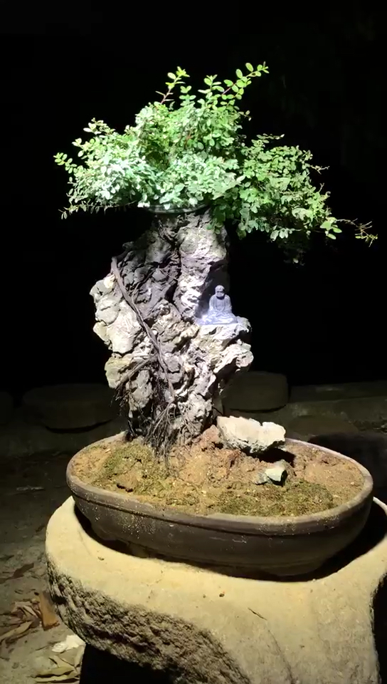 铁包金 天然活体根抱石 高60长45厚28 意境满满