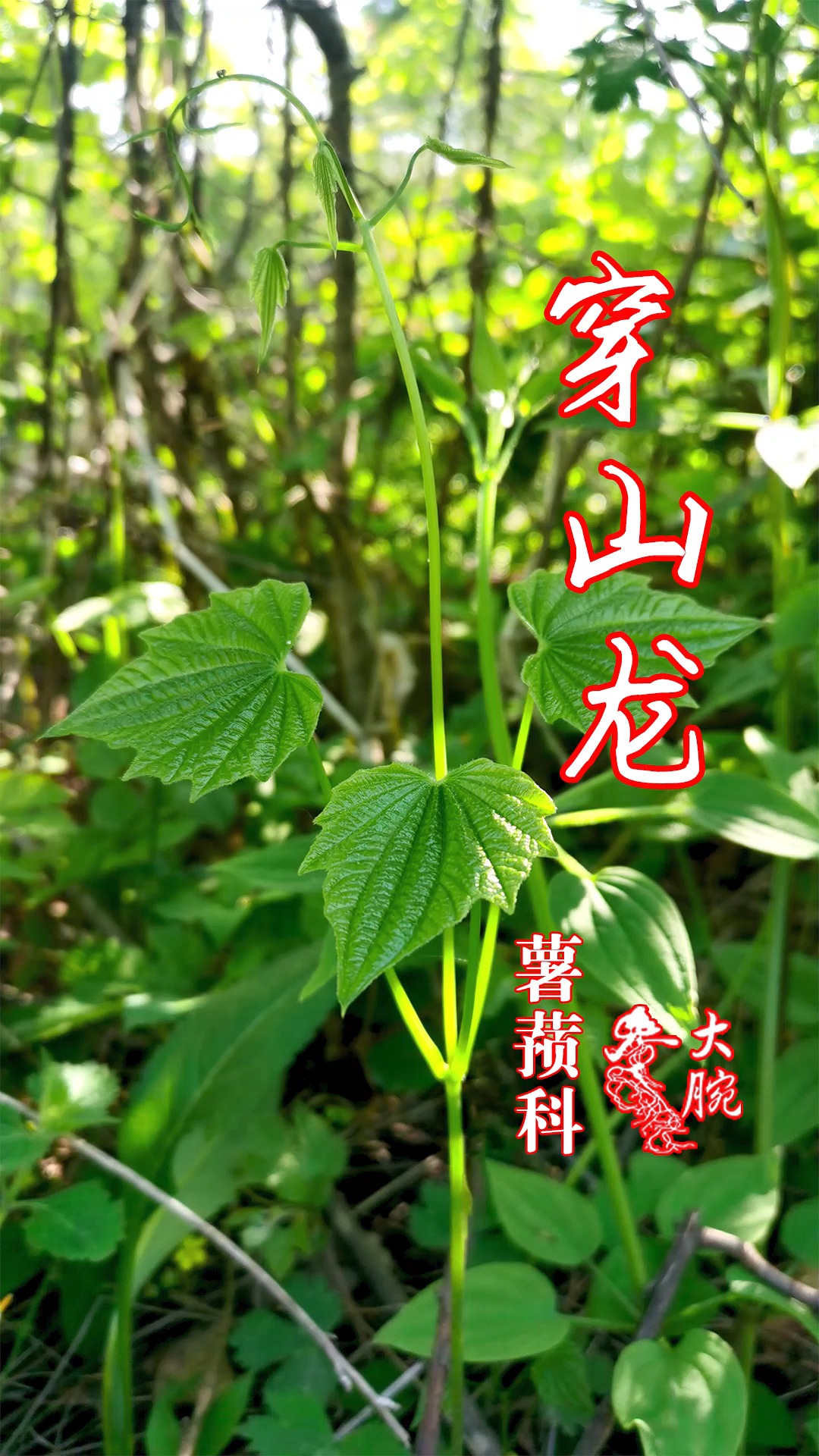穿山龙学名穿龙薯蓣,民间也叫穿龙骨,地龙骨等,多年生缠绕草本,性温