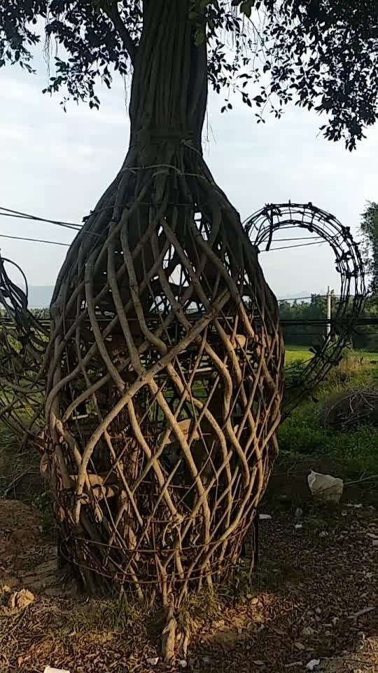 榕树之乡,沙西镇高山村