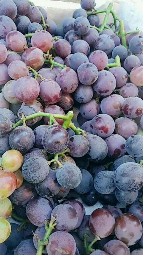 新夹的,又甜又大的藤引葡萄,喜欢的前来选购吧!