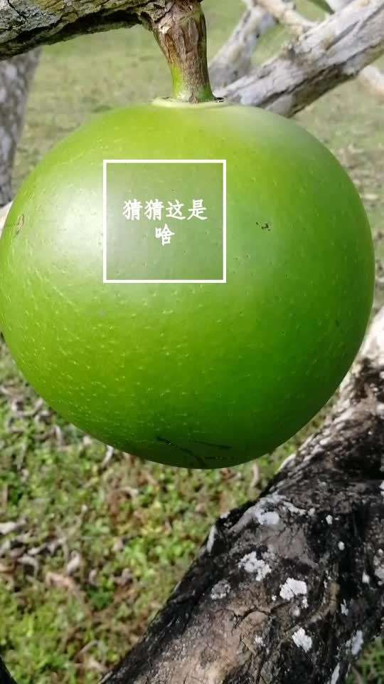 神马东西=神马东西是什么意思