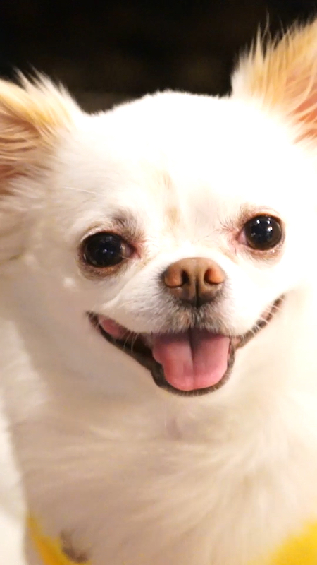 夜市偶遇的汪星人,呆萌可爱微笑脸98