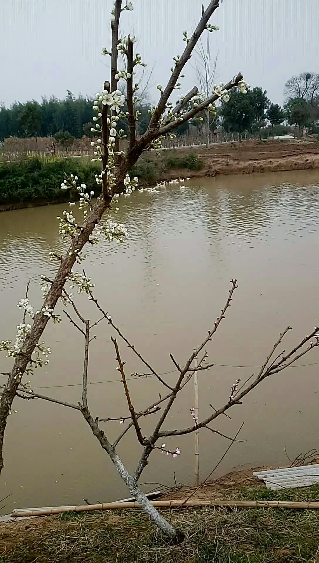 农村河边小鸭子,景色宜人