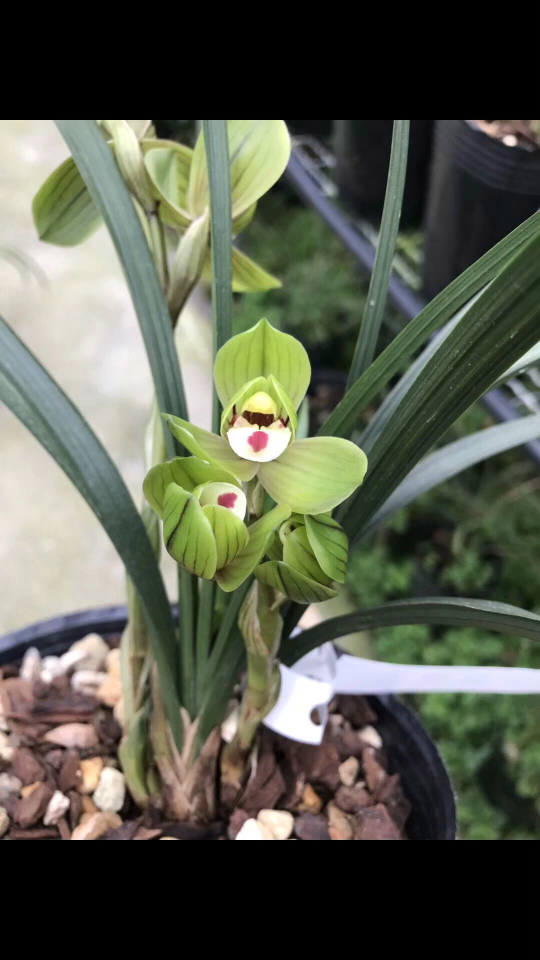 心语兰园之春剑荷王