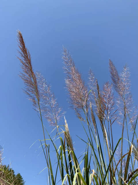 暖阳下摇曳的芦荻花