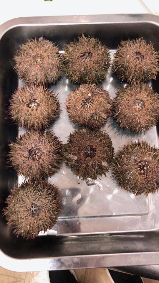 新鲜刚到的活海胆,喜欢吃的朋友可以过来尝试一下哦90