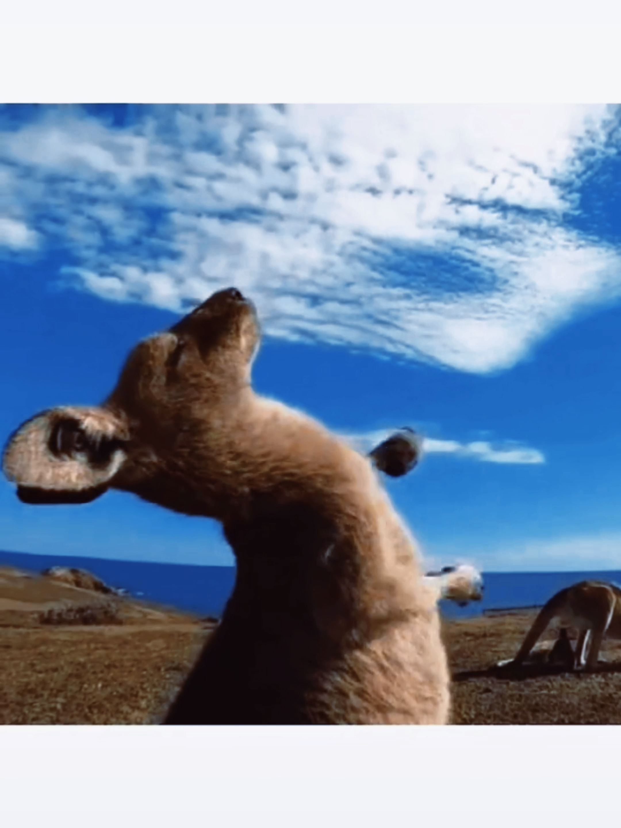 这袋鼠也太治愈了   #袋鼠 #袋鼠摇手 #袋鼠摇手太魔性 #动物的迷惑