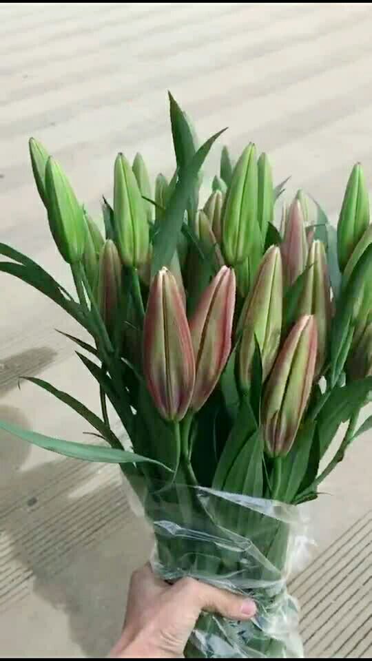 今天的多头黑美人百合很靓,28元一扎.空运包邮