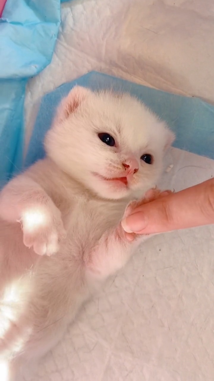 小山竹其实是小猫的开关