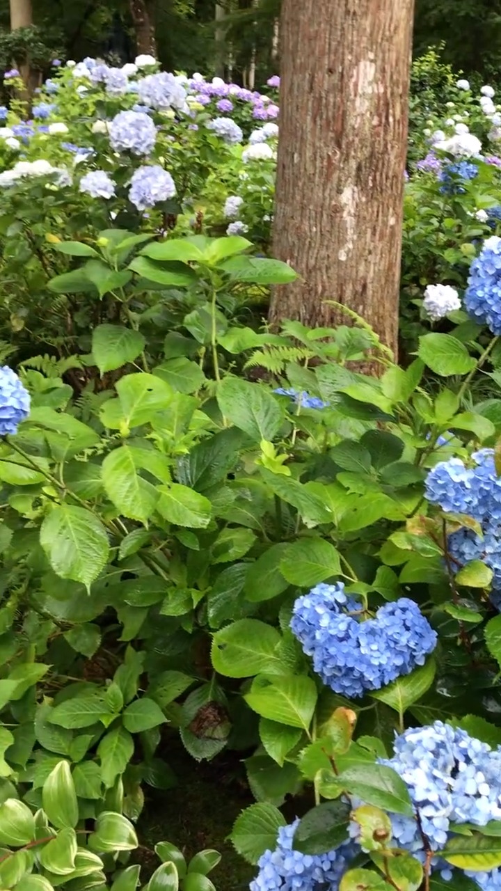 日本雨中的紫阳花