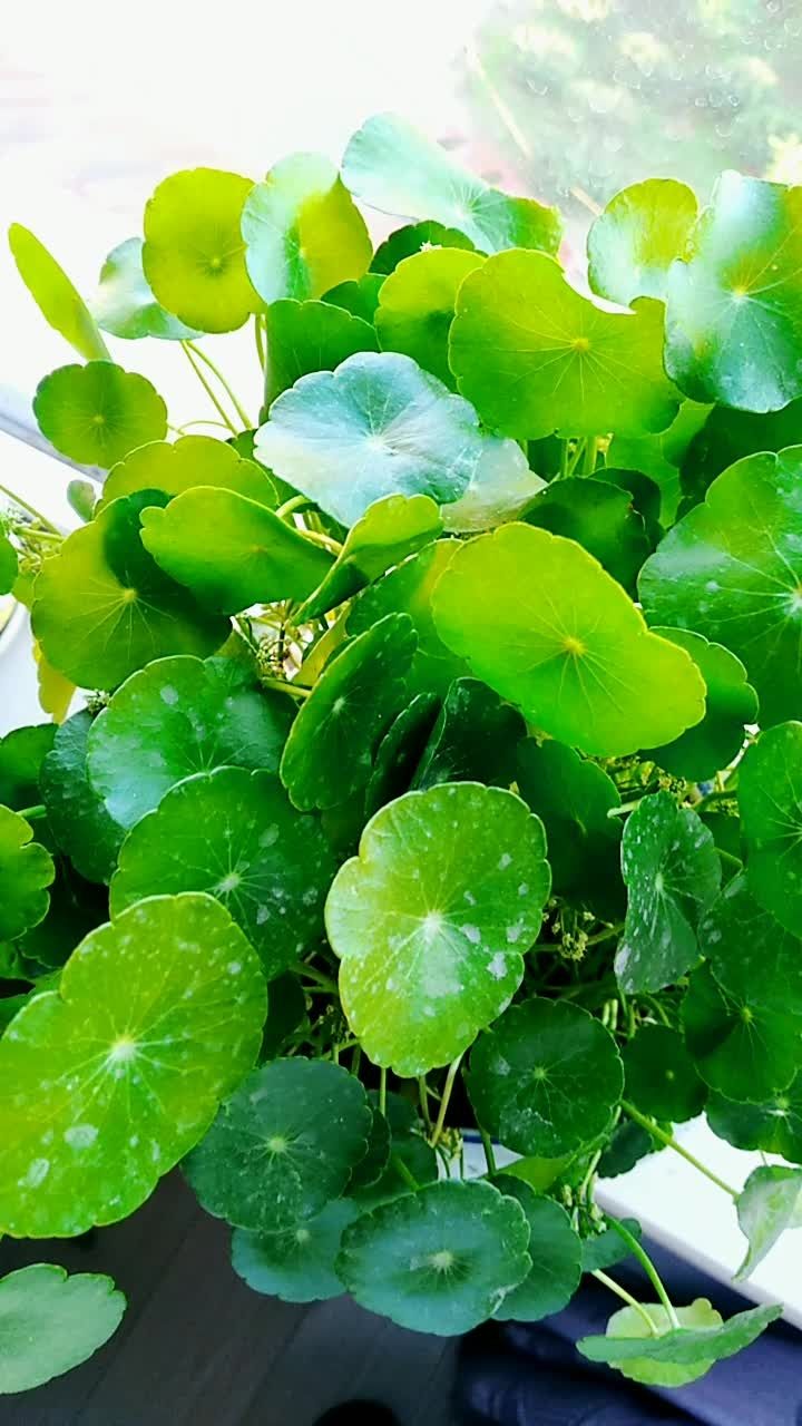 铜钱草