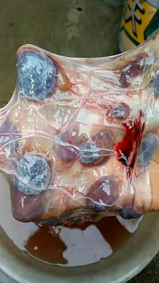 羊胎盘