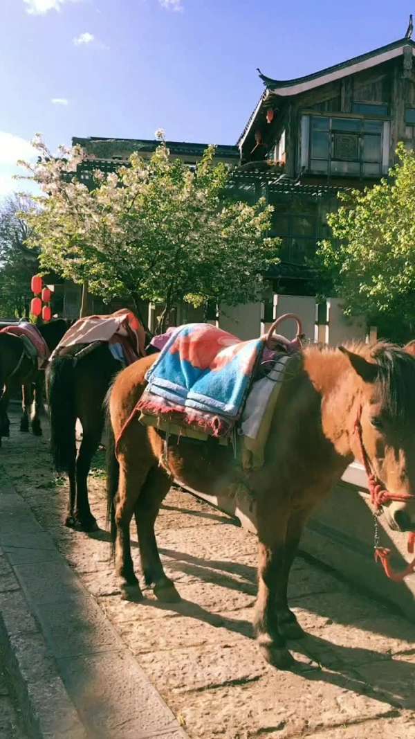丽江拉市海茶马古道骑马