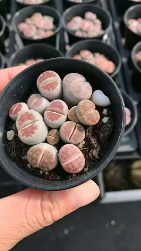 生石花系列之红窗玉