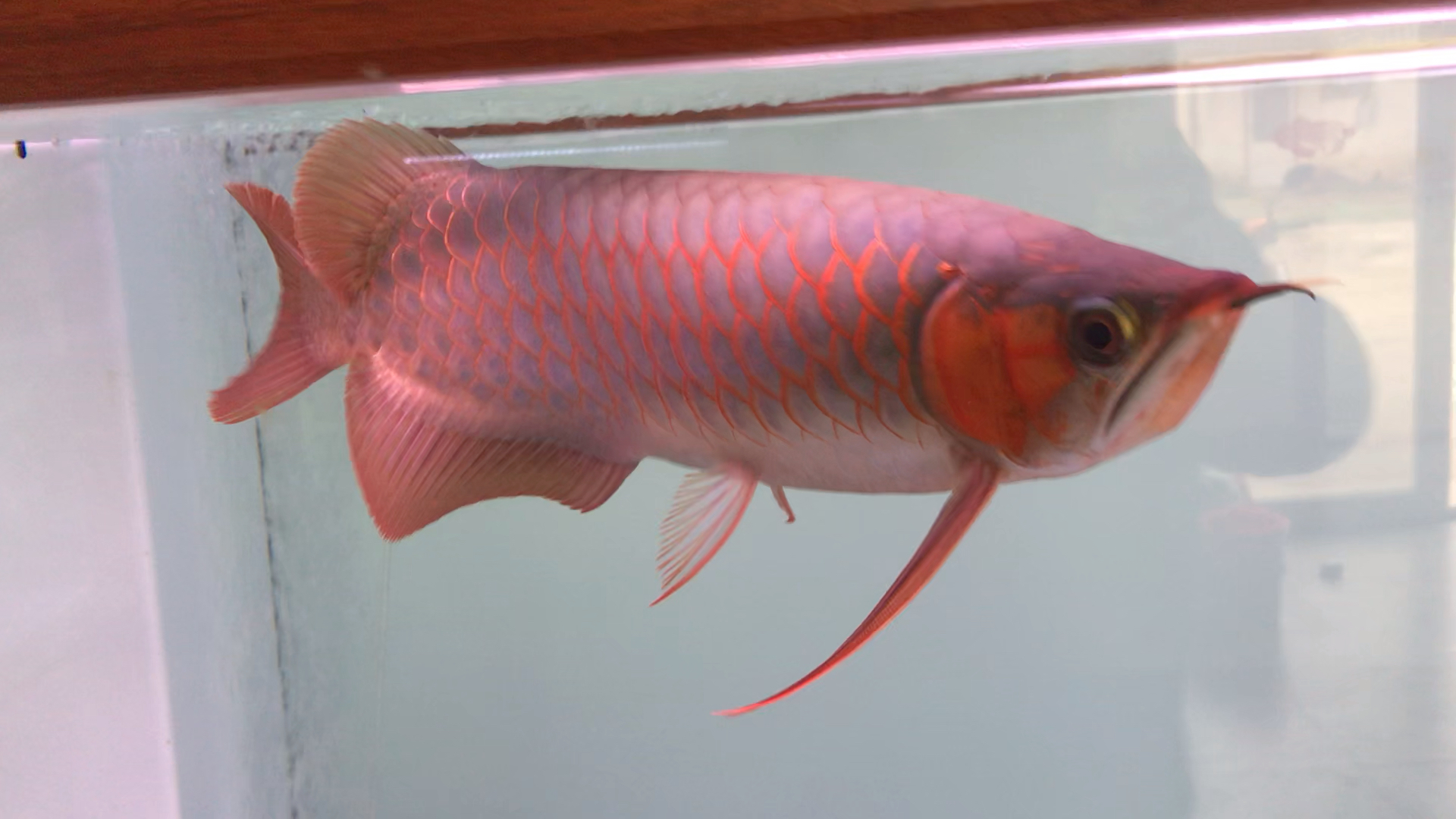 38公分左右,顶级绿皮辣椒9215红中龙