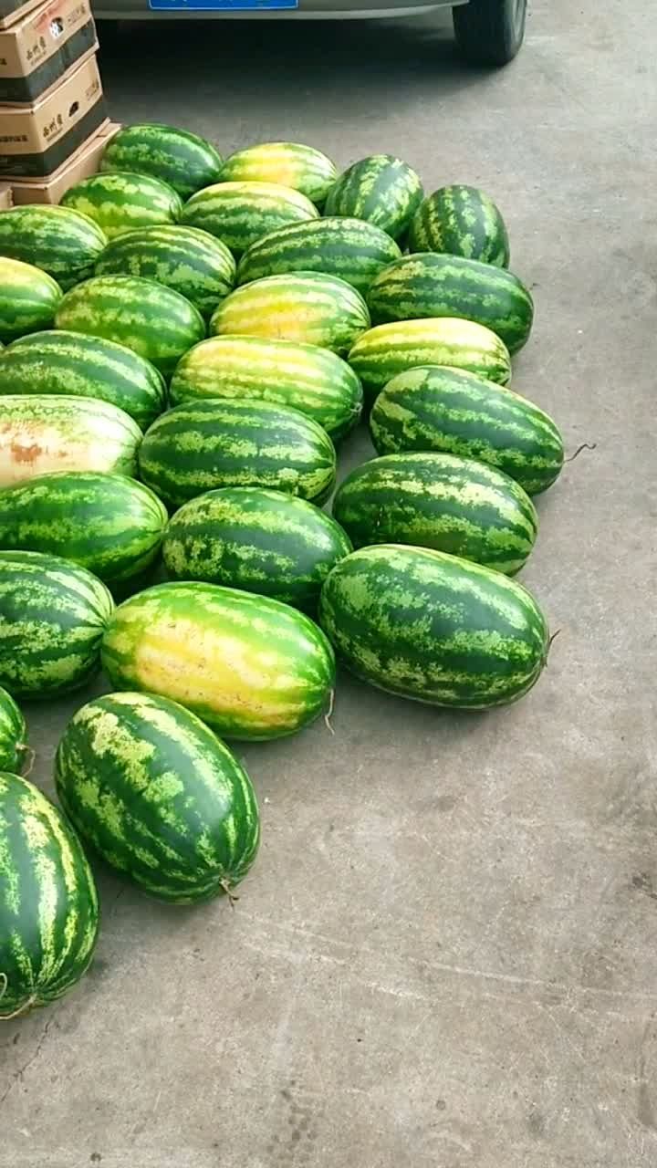 国庆节补发视频,一堆堆西瓜