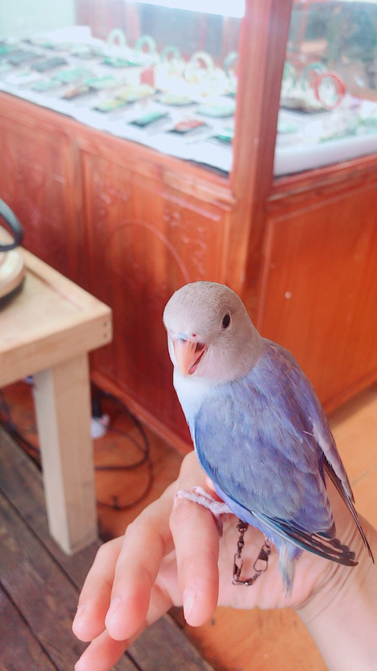 我养的新品种,紫金牡丹鹦鹉