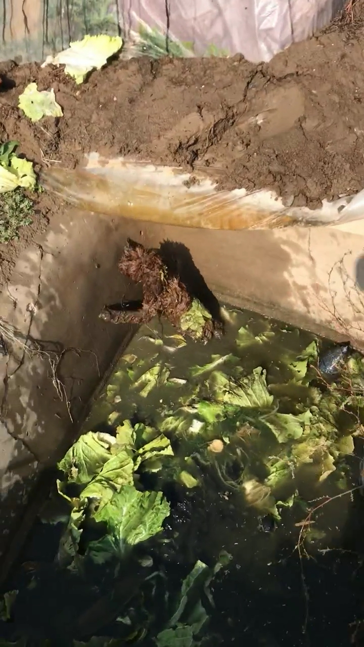 去地里干活发现了一只狗狗掉进臭水沟里了,把它救上来了