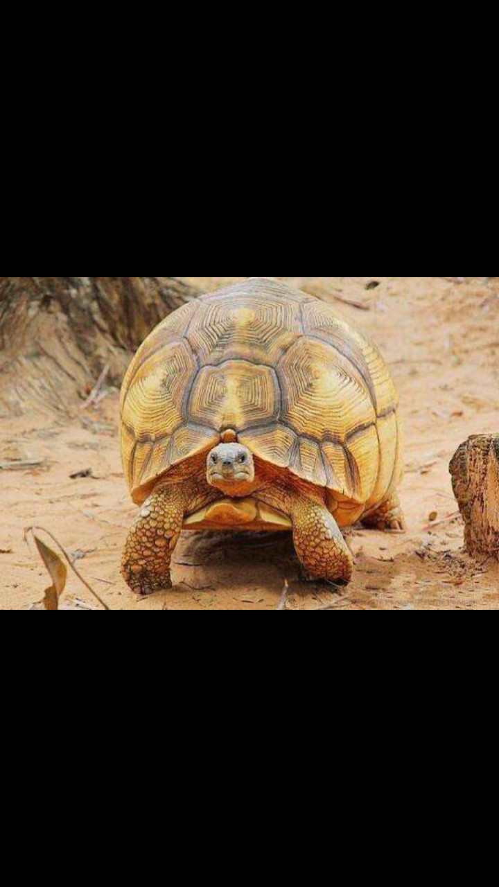 陆龟之王98安哥