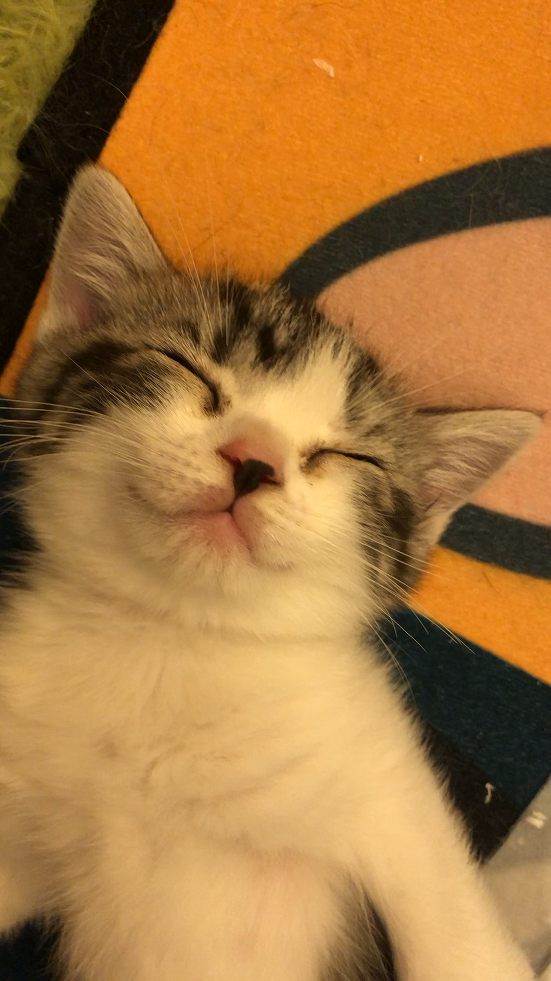 起床了,小懒虫,这个睡姿,给你满分哦.