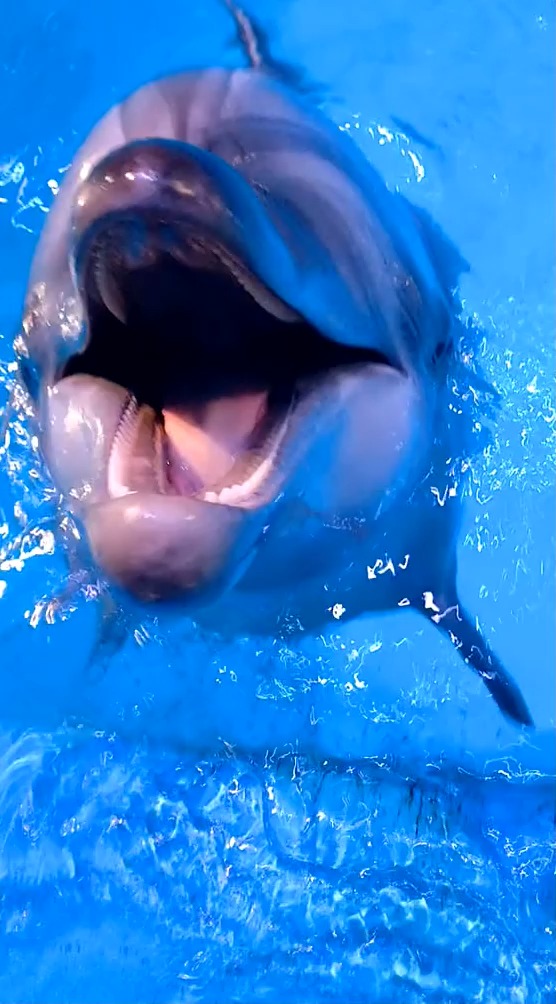 海豚居然在认真的听我唱歌!