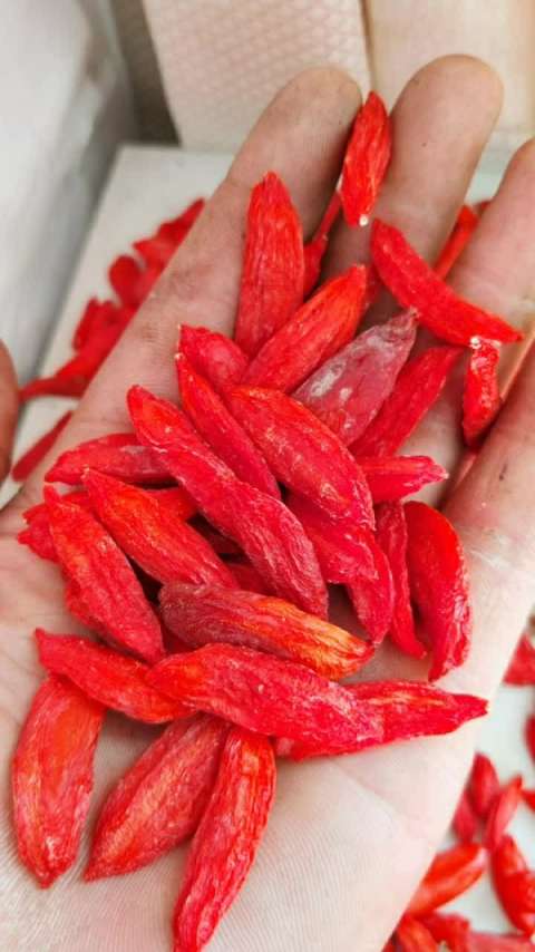 小尖椒超大红枸杞