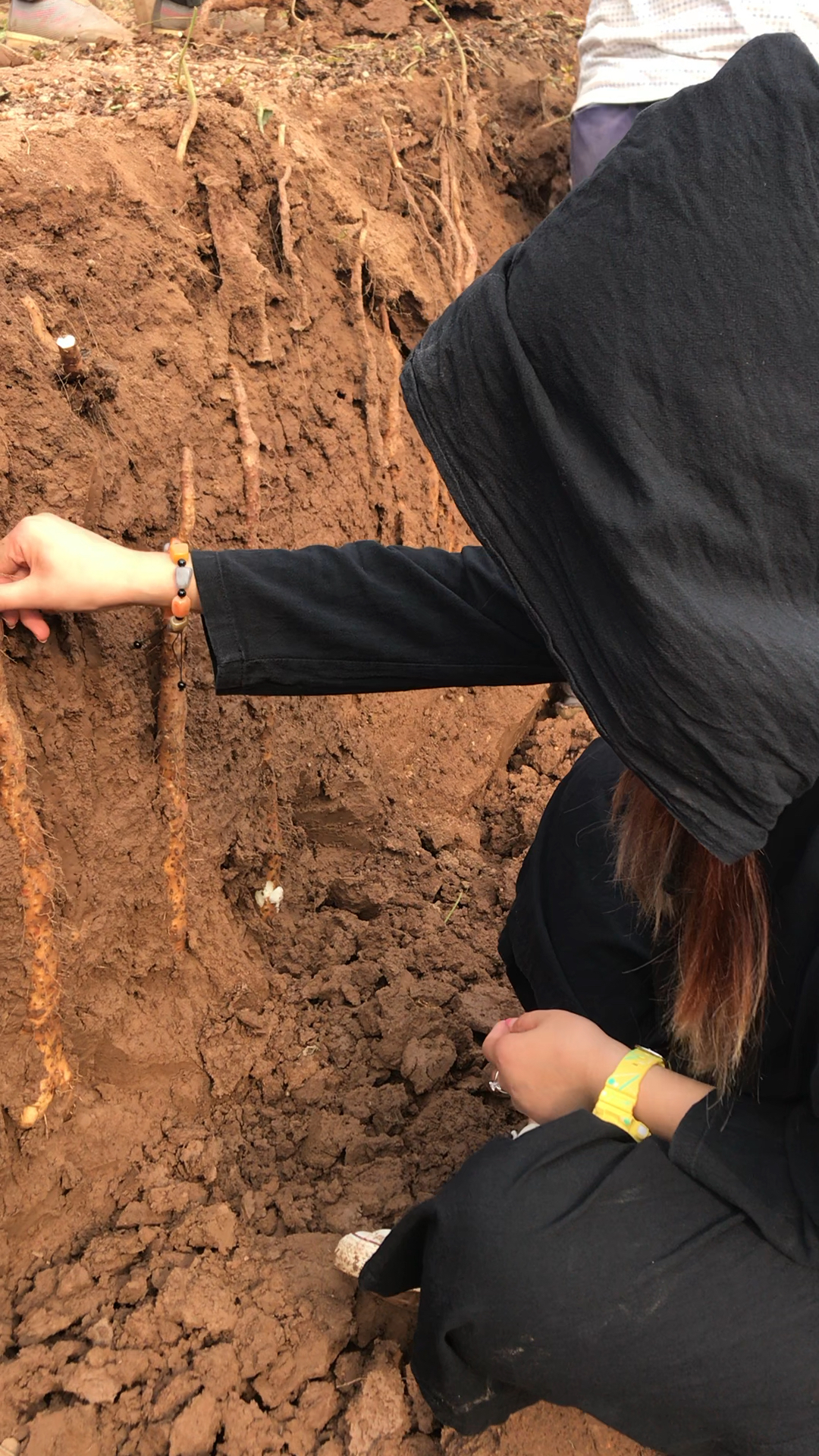 铁棍山药开挖咯!想不想知道挖一根山药多少钱?