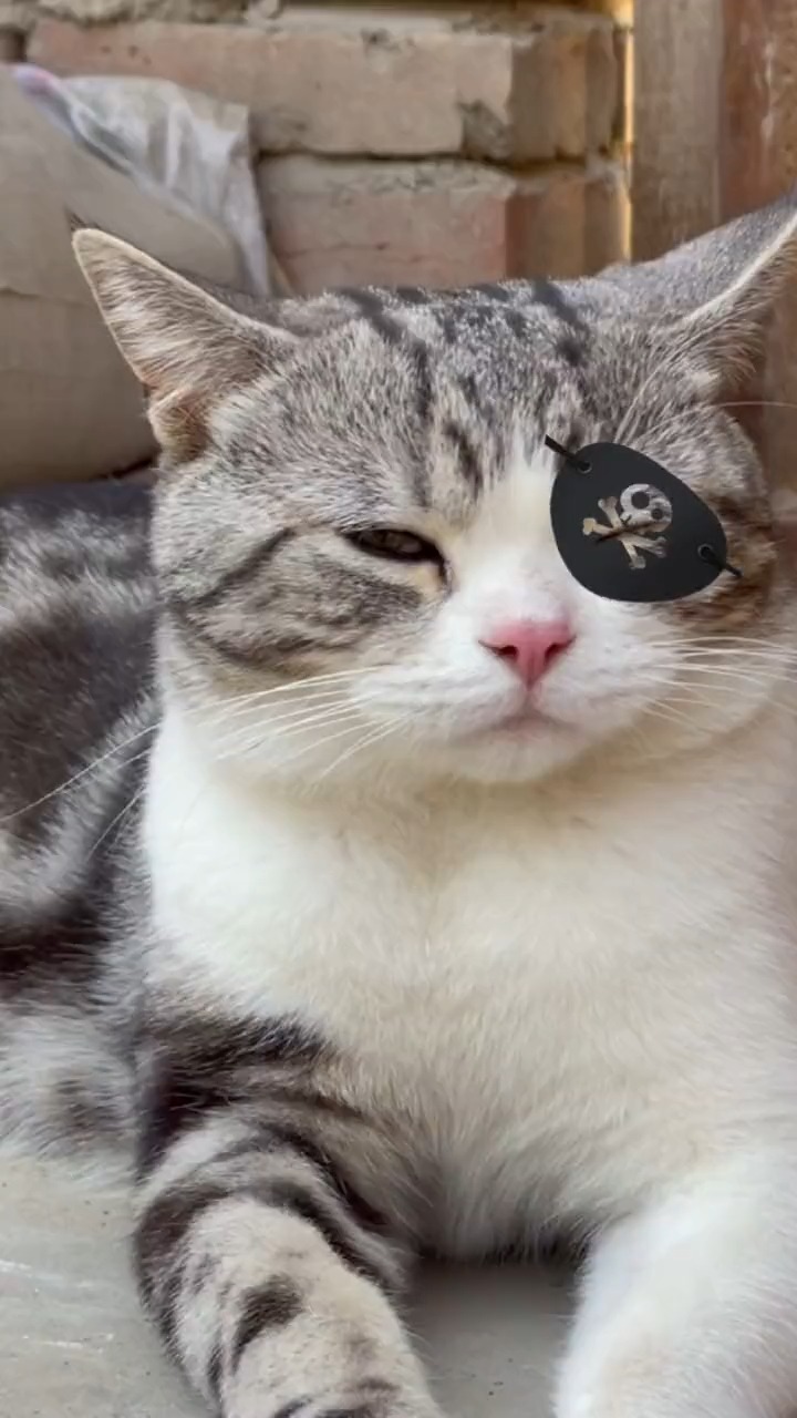 每天都的上一当,当当还都不重样,花臂大佬秒变独眼龙!#萌宠出道计划