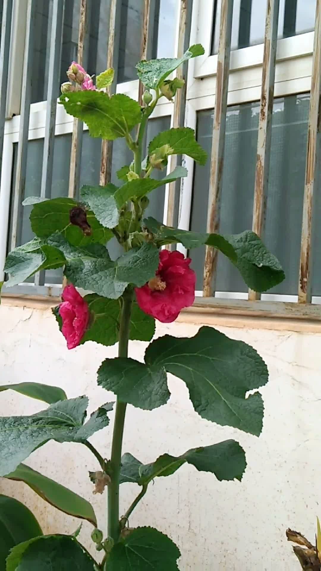 一株粑粑花一场离愁别