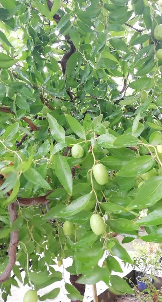 俺家的龙枣长大了.