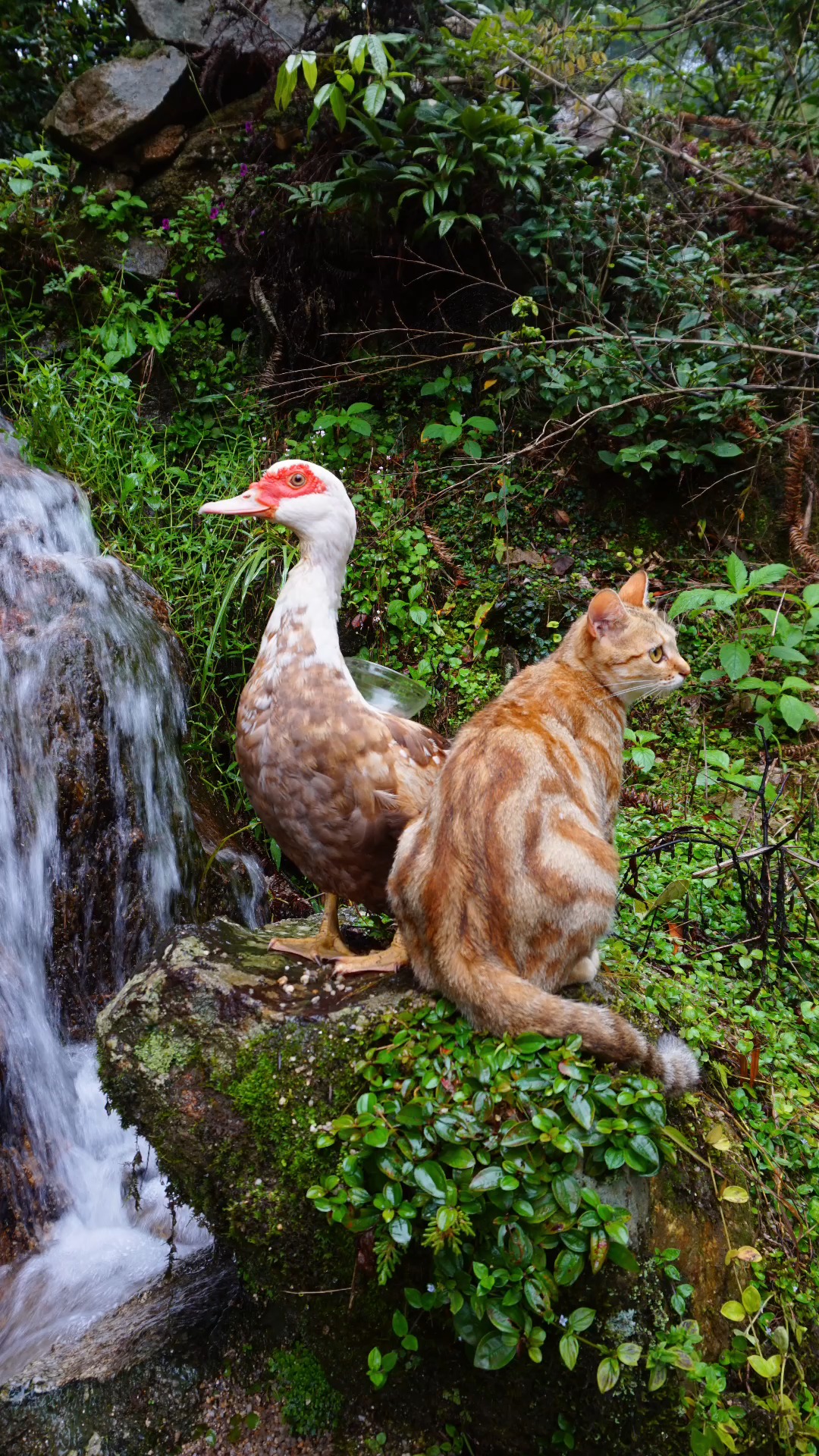 玉米鸭背上吃食,饱后和香蕉牧鸭