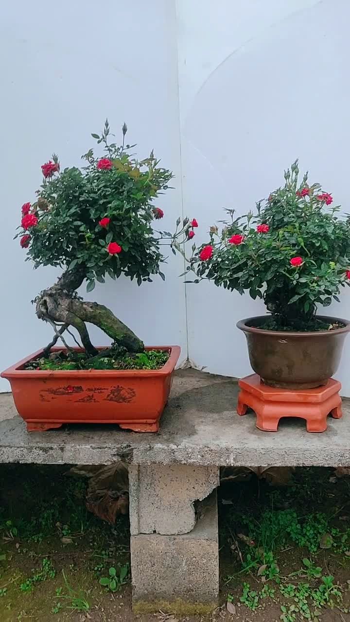 一对小女孩月季盆景老桩