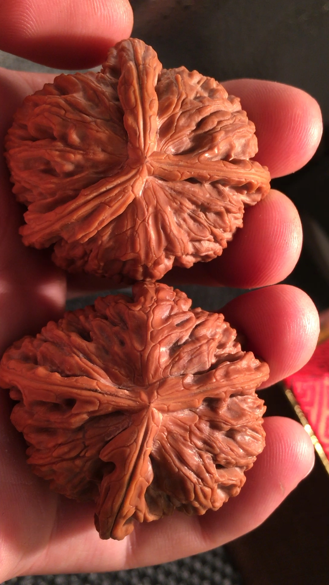 绝配闷尖白狮子三棱