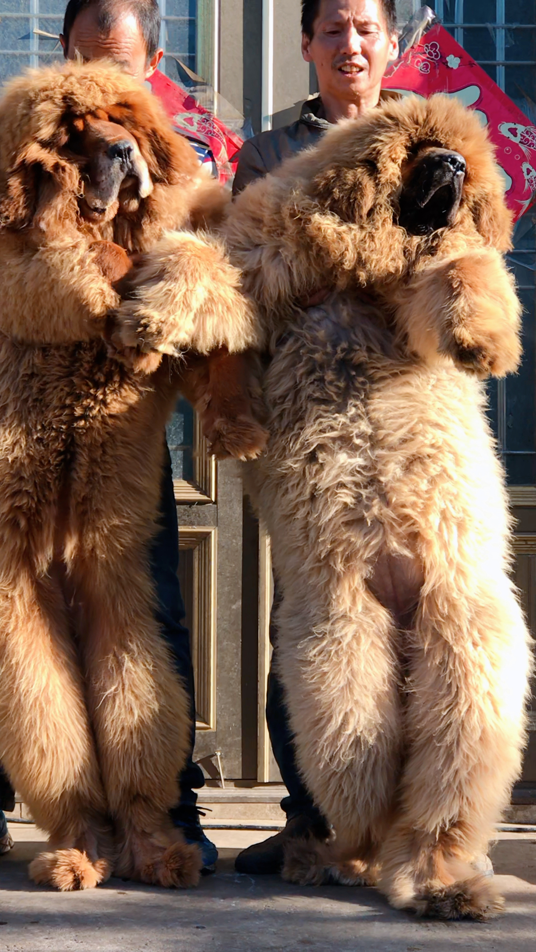 俩藏獒美女 漂亮吗 红色彪悍 黄色温柔