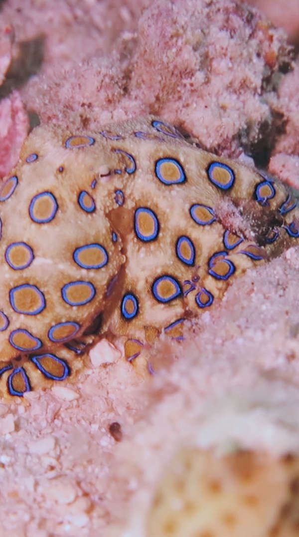 世界剧毒生物蓝环章鱼近距离拍摄