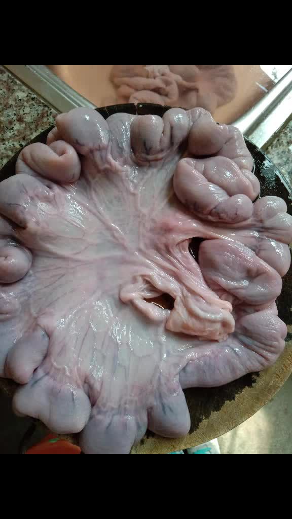 猪生肠就好比女人生孩子的胎盘,看还有好多的胎儿,清洗的时候觉得恶心