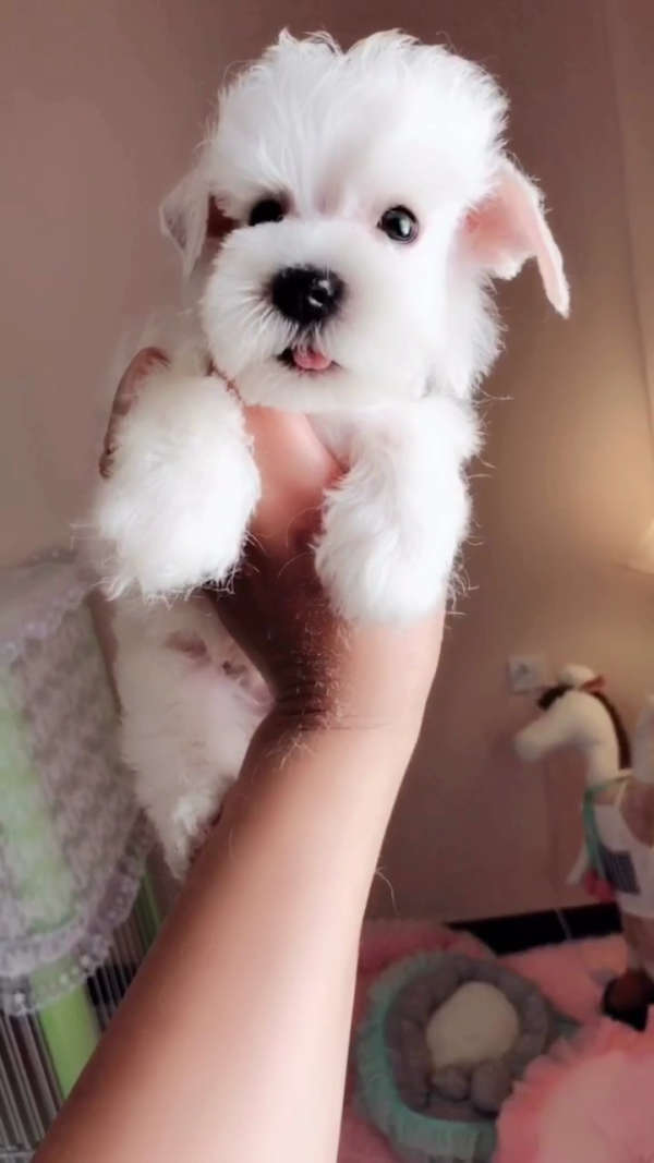 今天给白色雪纳瑞dd修了个小马装造型,一下子秒变白马王子啊06老头