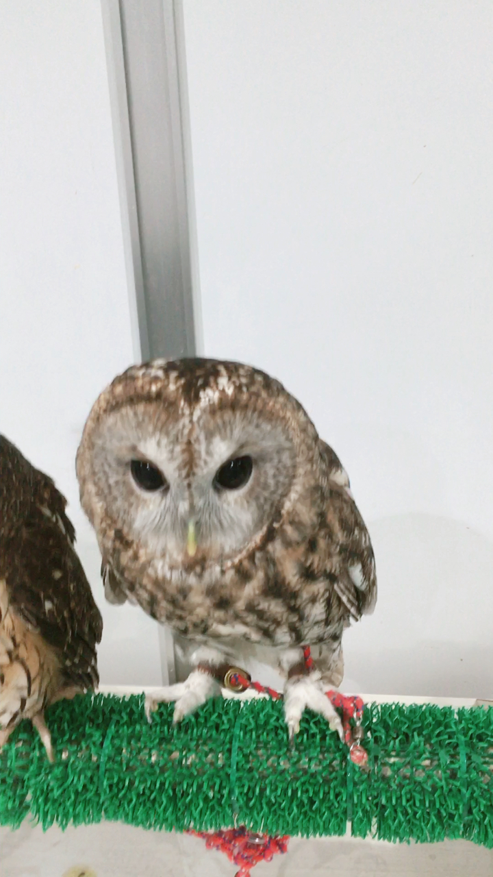 草鸮科,国家二级保护动物.可以拍照,但是就不想让我摸!