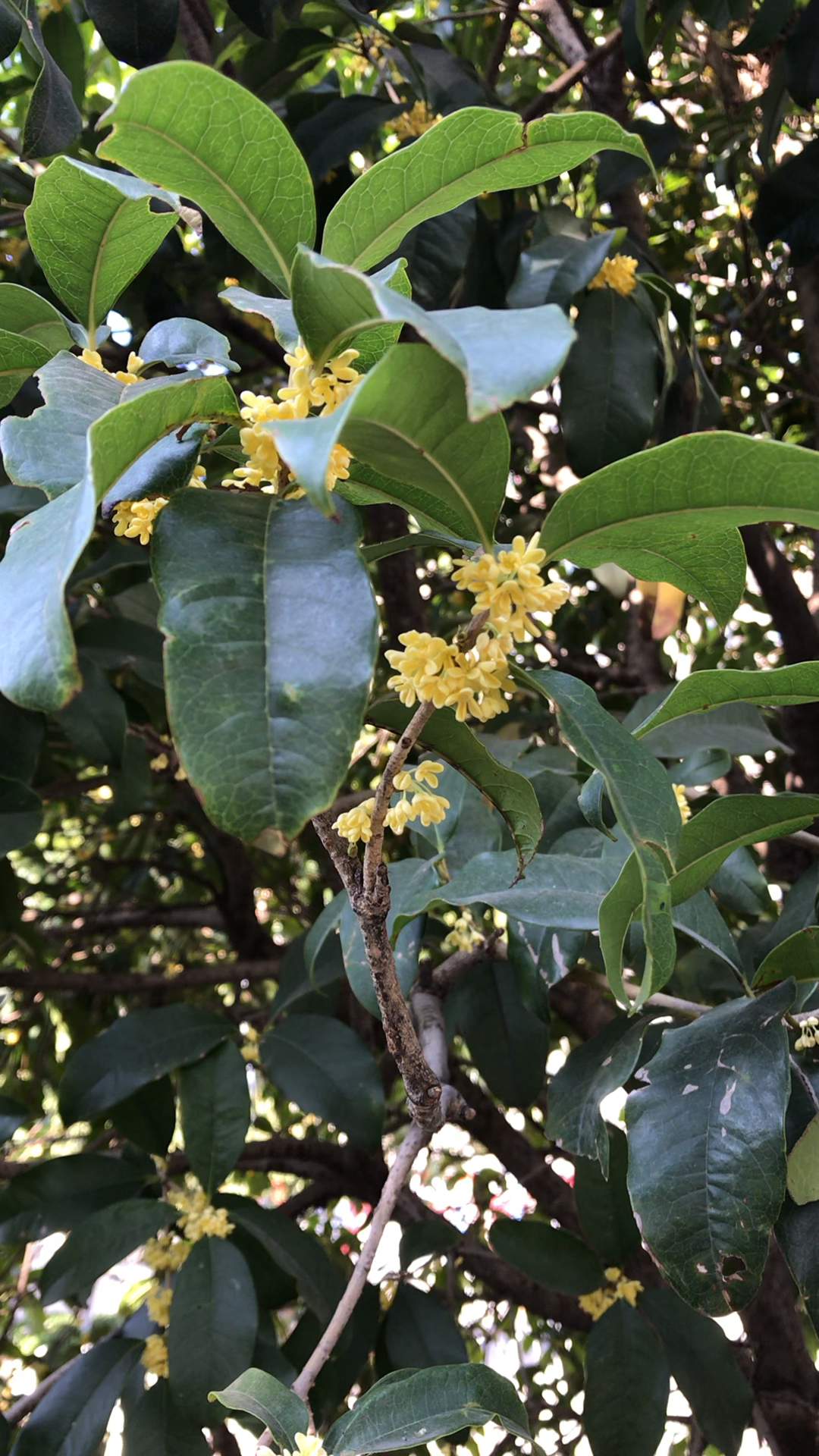 桂花,合肥市市花,九月末十月初的时候花开满街,香飘满城,沁人心脾.