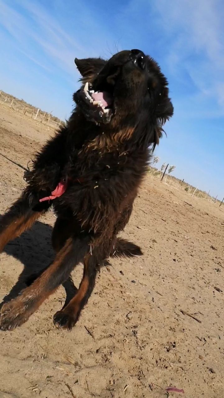 全程六百多公里路,就为看一眼沙漠和草原,可惜来的不是时候,草都黄了