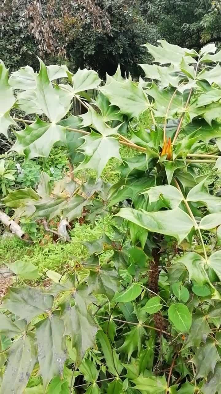 王八骨头树用途,东北名贵木材王八骨_大山谷图库