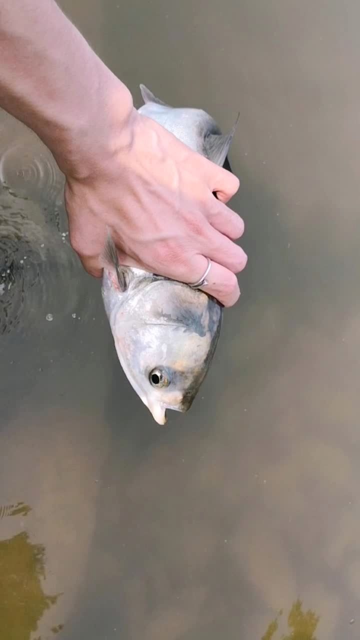 一条垂死挣扎的鱼