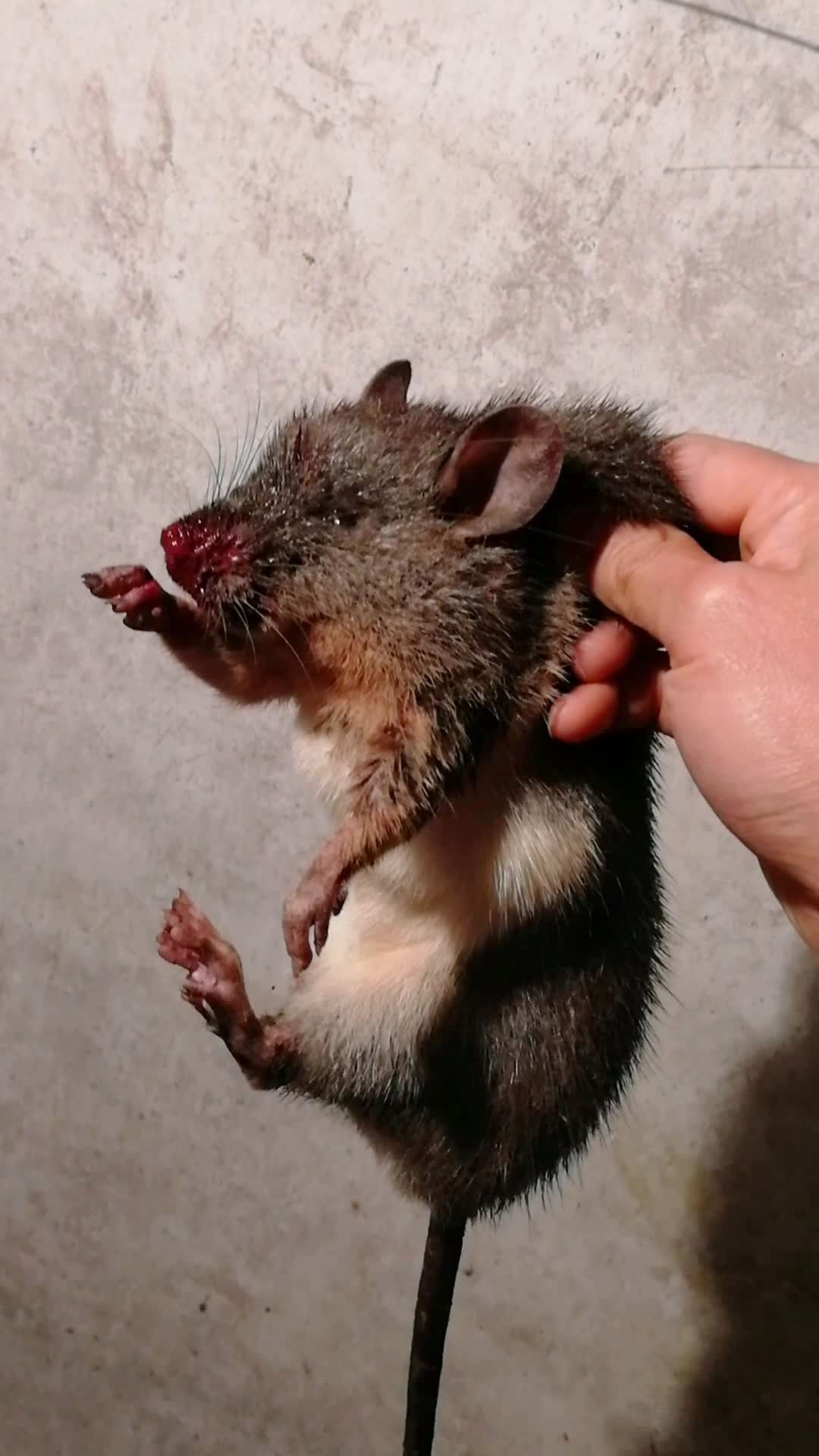 肇兴侗寨的上等好货白肚山鼠可不是一般朋友能吃到哟,捉鼠保粮,为民除