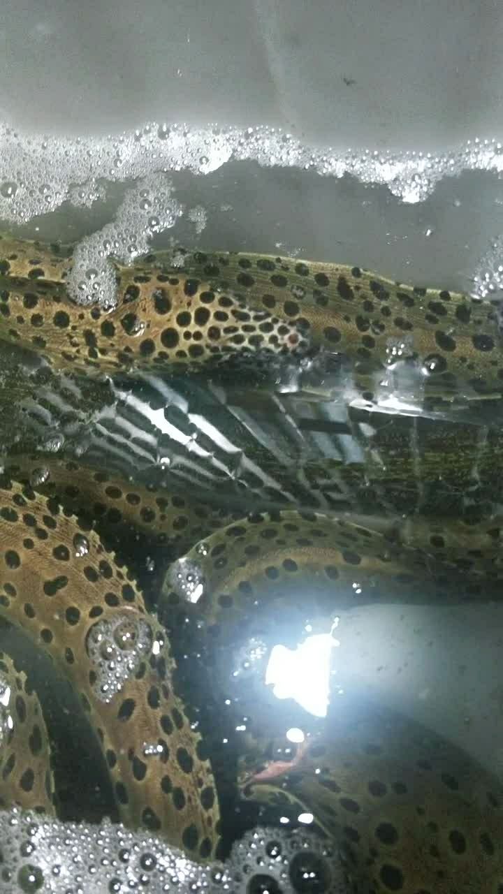 金钱鳗99女人冬季美颜补品74男士强身精品7400