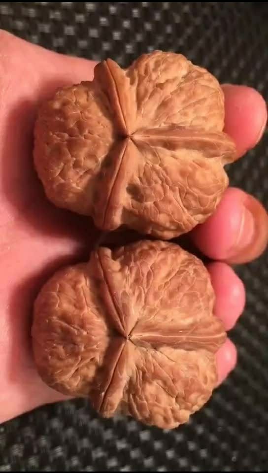 云南铁核桃三棱 规格:36/37/38高33 产自云南深山百年老树,野生三棱