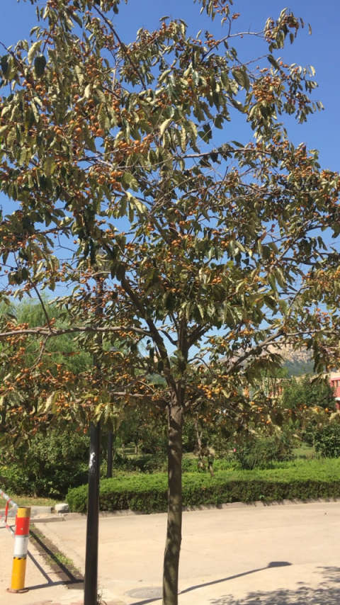 00  君迁子(俗称软枣)熟了