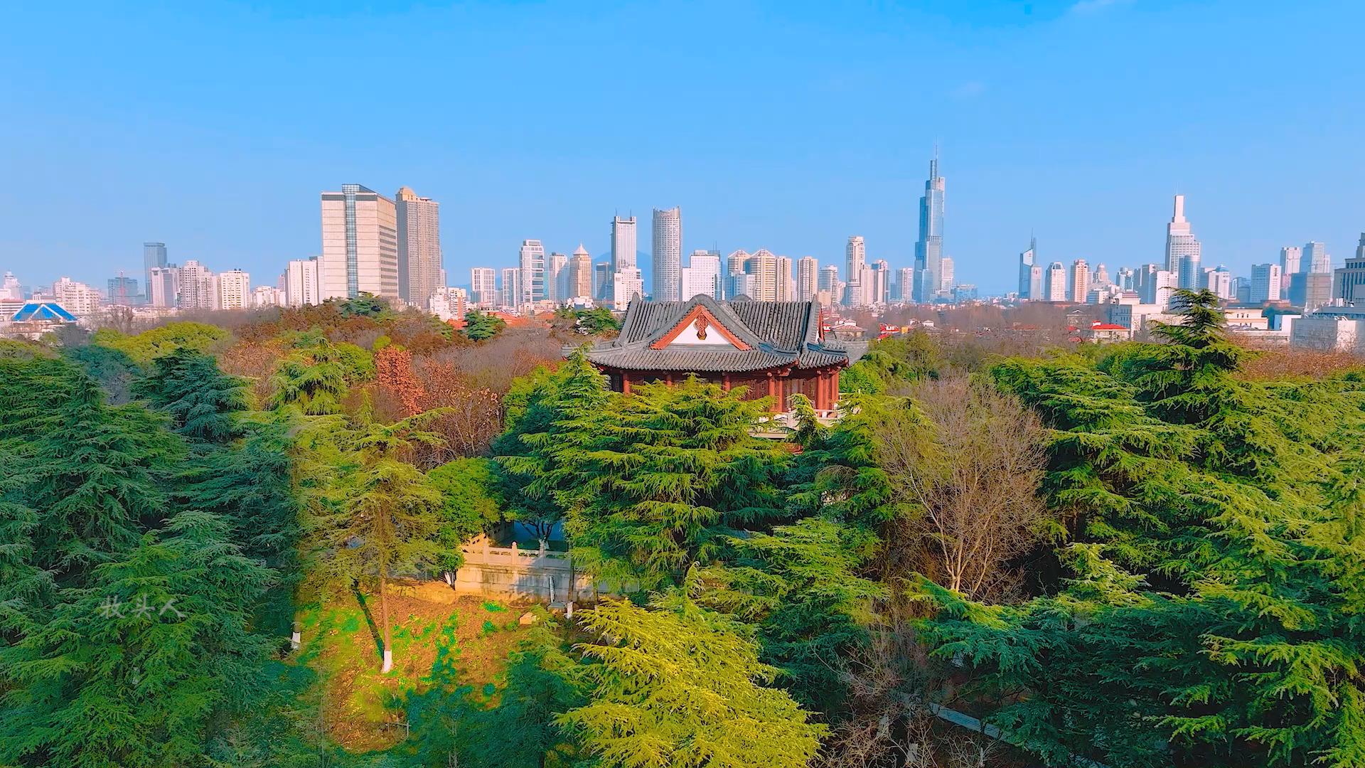 南京古林公园的梅花正当时,关键这里人少,景美,易出片!