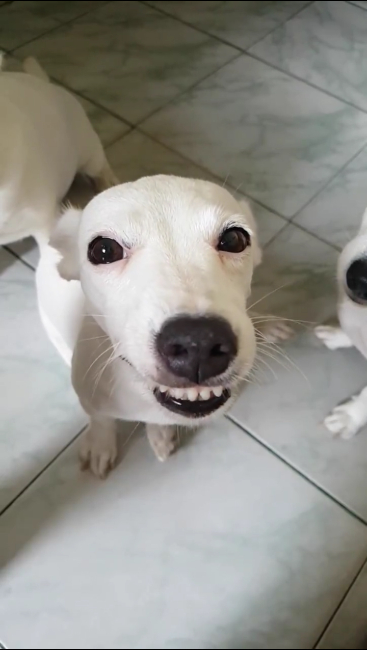 爱笑的小白牙97